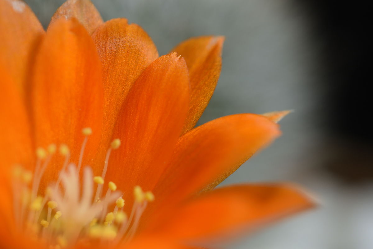 Macro-photography image of a Crown Cactus - Rebutia flower. Image 3